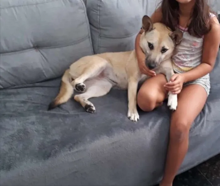 Cachorro ra a SRD idade 7 a 11 meses nome Izabela