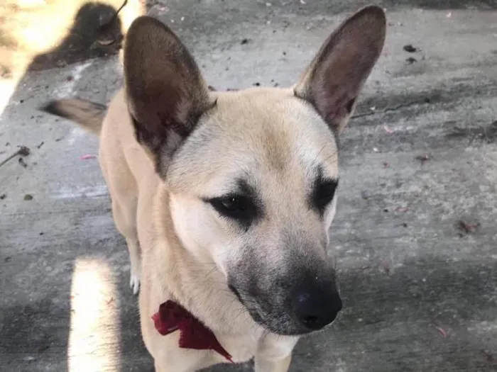 Cachorro ra a SRD idade 7 a 11 meses nome Izabela