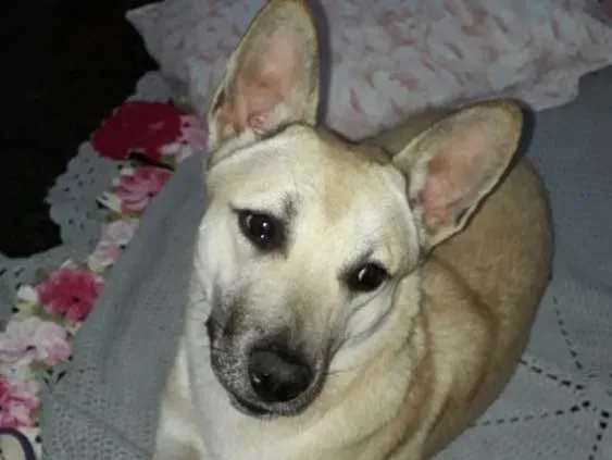 Cachorro ra a SRD idade 7 a 11 meses nome Izabela