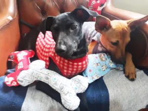 Cachorro raça SRD idade 7 a 11 meses nome Jujuba e Caramelo