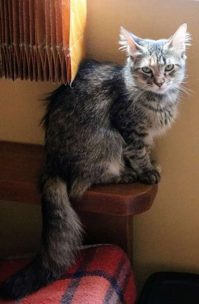 Gato ra a SRD idade 7 a 11 meses nome Raj
