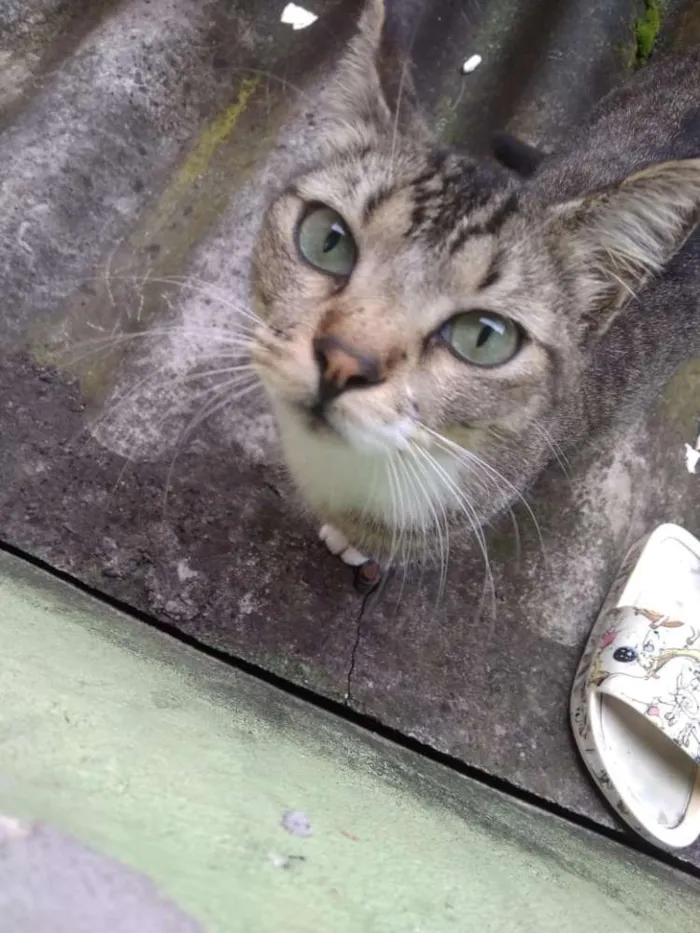 Gato ra a Vira lata idade 3 anos nome Nega