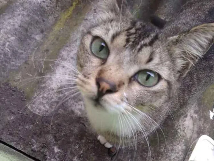 Gato ra a Vira lata idade 3 anos nome Nega