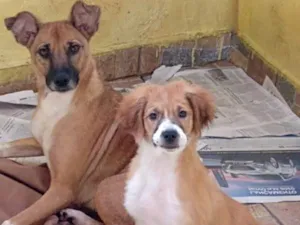 Cachorro raça  idade 2 a 6 meses nome Bethoven e Vida