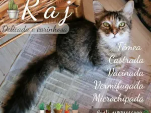 Gato raça SRD idade 7 a 11 meses nome Raj