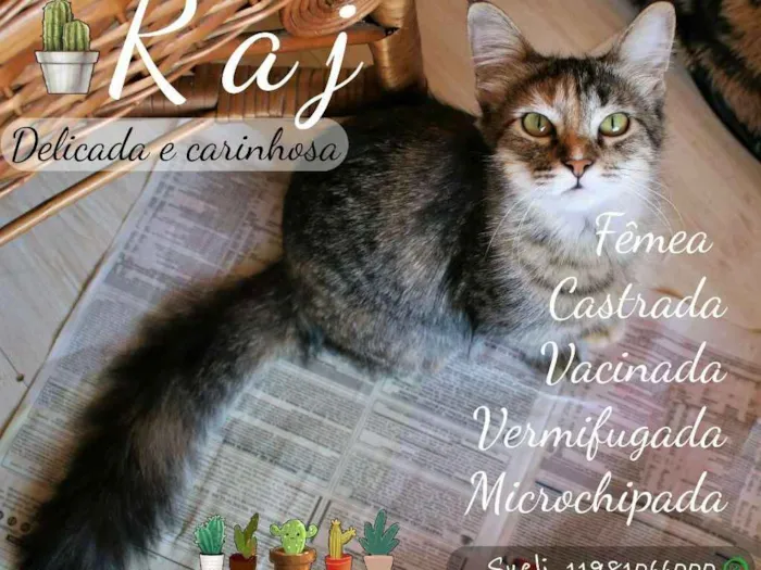 Gato ra a SRD idade 7 a 11 meses nome Raj