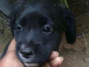 Cachorro raça Labrador idade 2 a 6 meses nome Sem nome