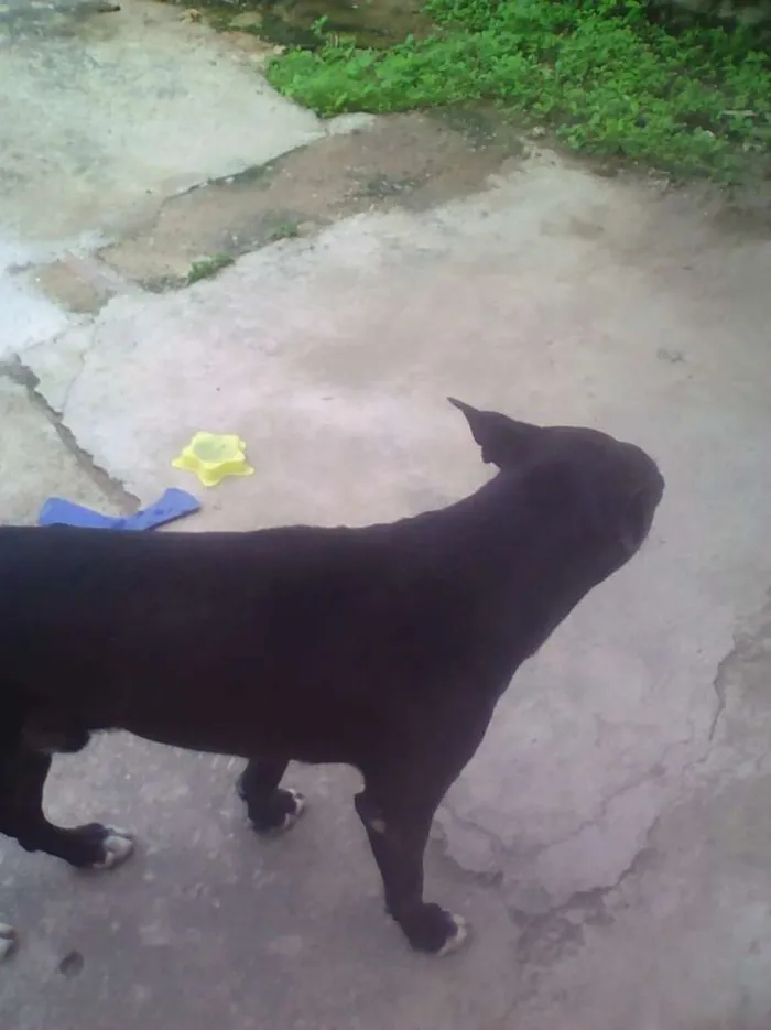 Cachorro ra a SRD idade 3 anos nome Fred