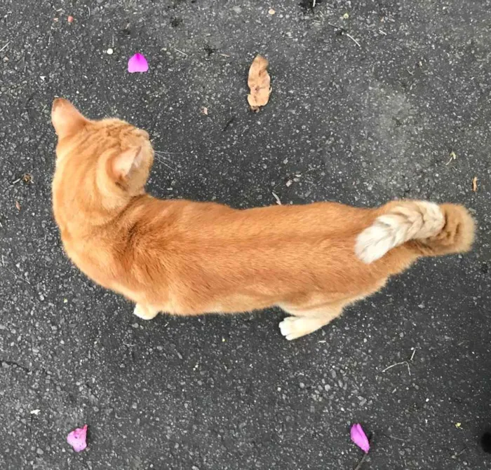 Gato ra a SRD idade 2 anos nome Johnny Bravo