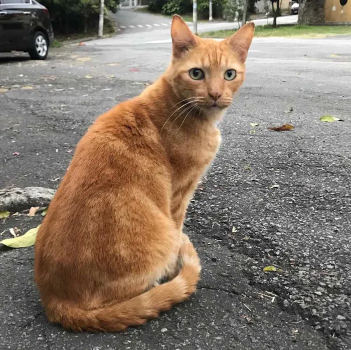 Gato ra a SRD idade 2 anos nome Johnny Bravo