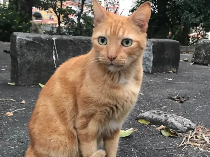 Gato ra a SRD idade 2 anos nome Johnny Bravo