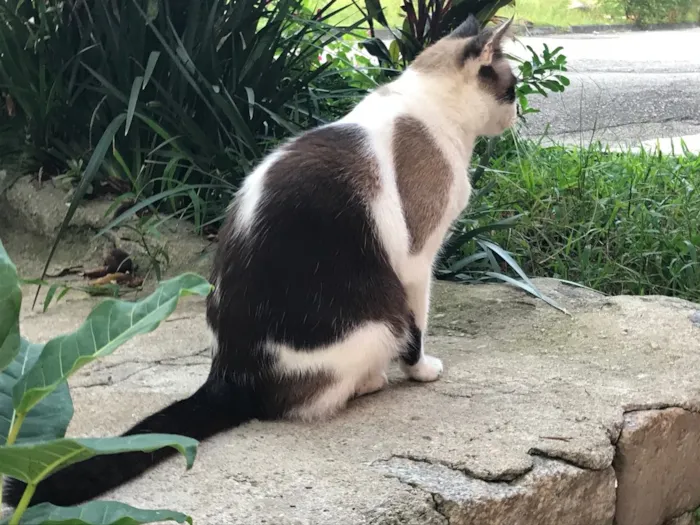 Gato ra a SRD idade 3 anos nome Victor Hugo 