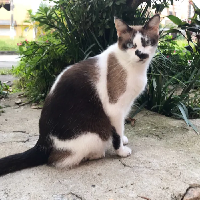 Gato ra a SRD idade 3 anos nome Victor Hugo 