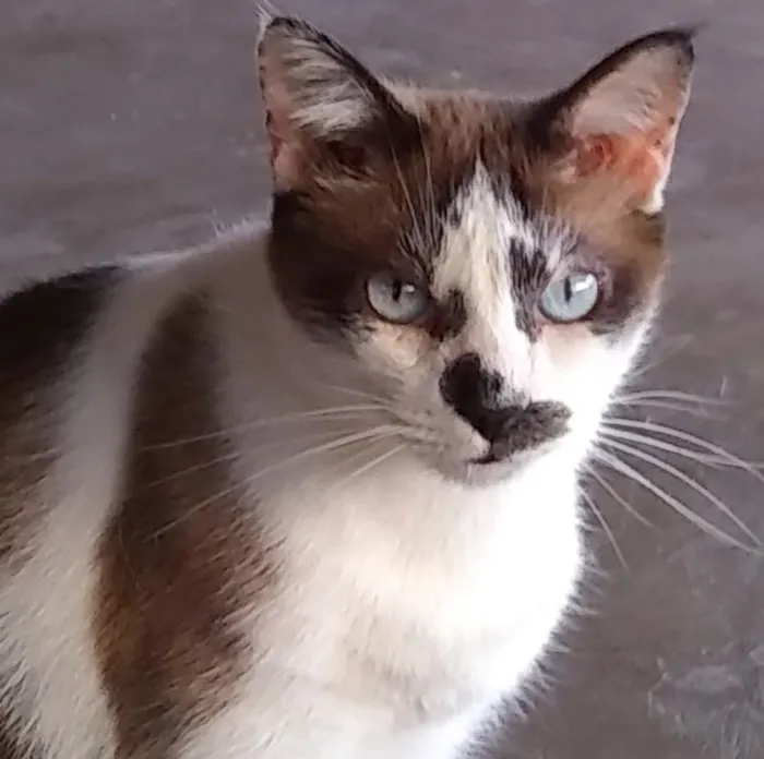 Gato ra a SRD idade 3 anos nome Victor Hugo 