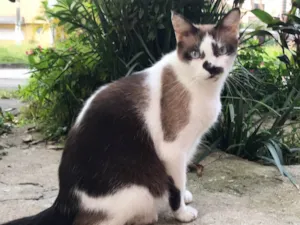 Gato raça SRD idade 3 anos nome Victor Hugo 