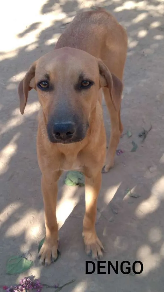 Cachorro raça SRD idade 7 a 11 meses nome DENGO 