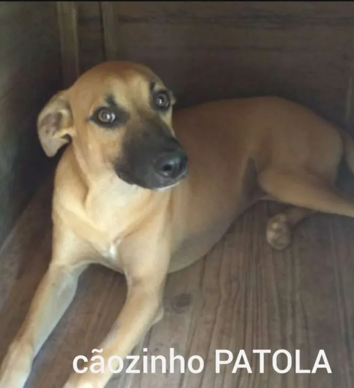 Patola