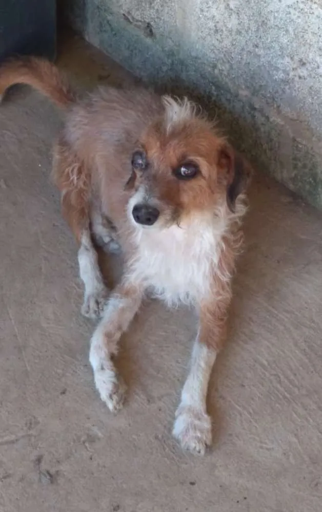 Cachorro raça SRD  idade 7 a 11 meses nome Patola