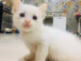 Gatinho