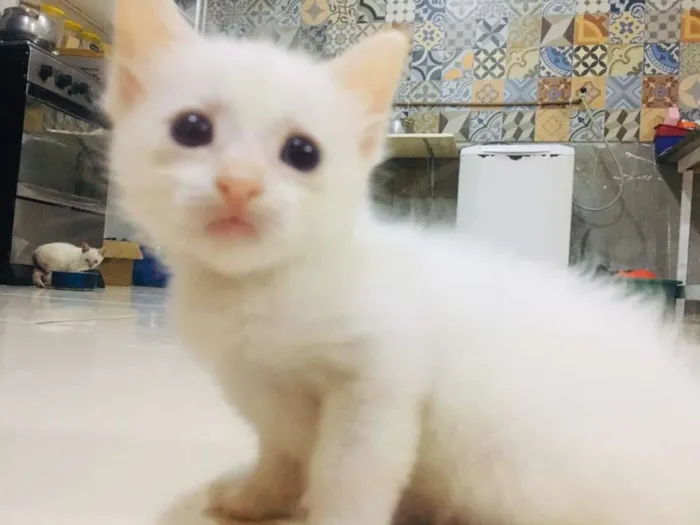 Gato raça Vira lata  idade Abaixo de 2 meses nome Gatinho