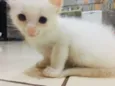 Gatinho