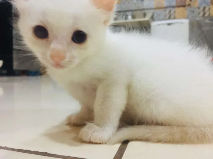 Gato raça Vira lata  idade Abaixo de 2 meses nome Gatinho