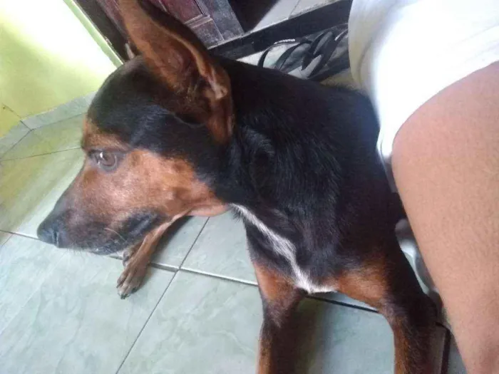 Cachorro ra a Pinschers idade 5 anos nome Morena 