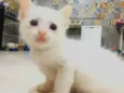 Gatinho