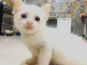 Gato raça Vira lata  idade Abaixo de 2 meses nome Gatinho