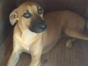 Cachorro raça SRD  idade 7 a 11 meses nome Patola