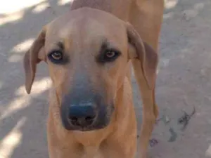 Cachorro raça SRD idade 7 a 11 meses nome DENGO 