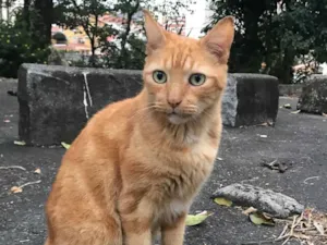 Gato raça SRD idade 2 anos nome Johnny Bravo