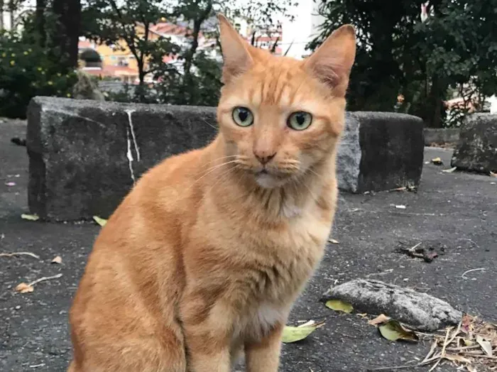 Gato ra a SRD idade 2 anos nome Johnny Bravo