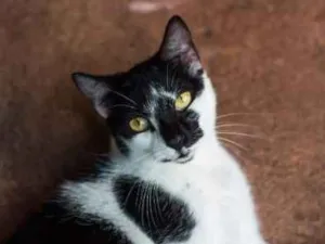 Gato raça Srd idade 3 anos nome Pandinha