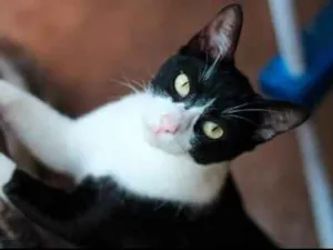 Gato raça Srd idade 2 anos nome Morro da Cruz