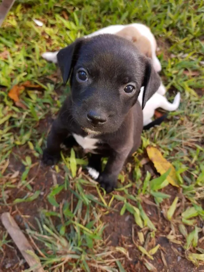 Cachorro raça SRD idade Abaixo de 2 meses nome Filhote Sabrina