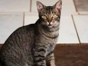 Gato raça Srd idade 3 anos nome Tarja/Tigresa