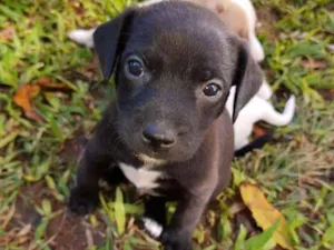Cachorro raça SRD idade Abaixo de 2 meses nome Filhote Sabrina