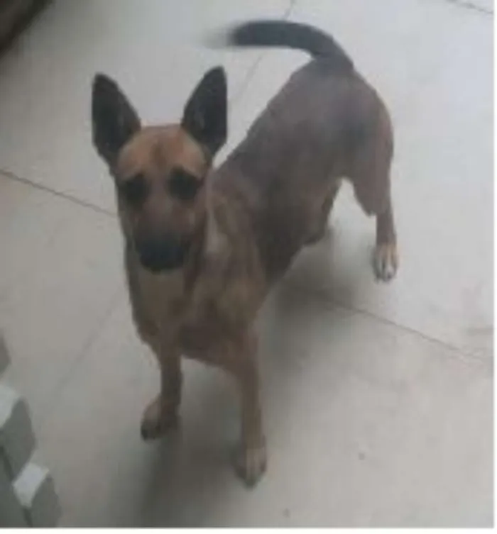 Cachorro ra a SRD idade 2 anos nome Luna