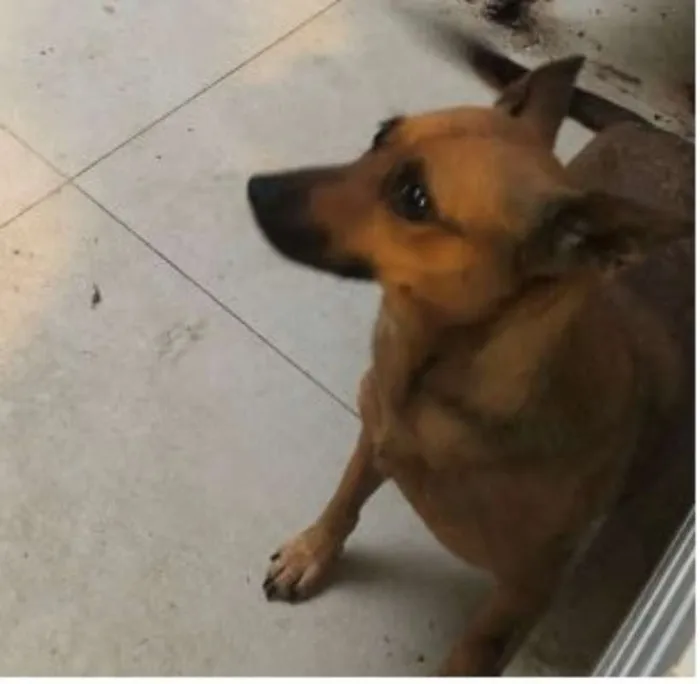 Cachorro ra a SRD idade 2 anos nome Luna