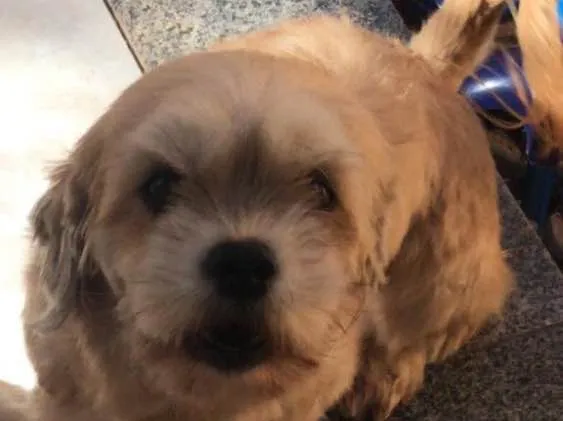 Cachorro ra a Ihasa Apso  idade 4 anos nome Baby