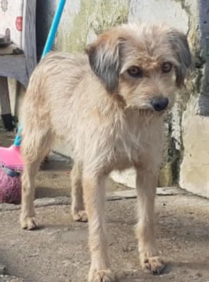 Cachorro ra a Não tem  idade 1 ano nome Não sei 