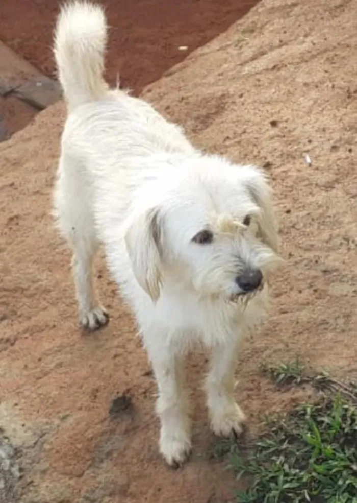 Cachorro ra a Não tem  idade 1 ano nome Não sei 
