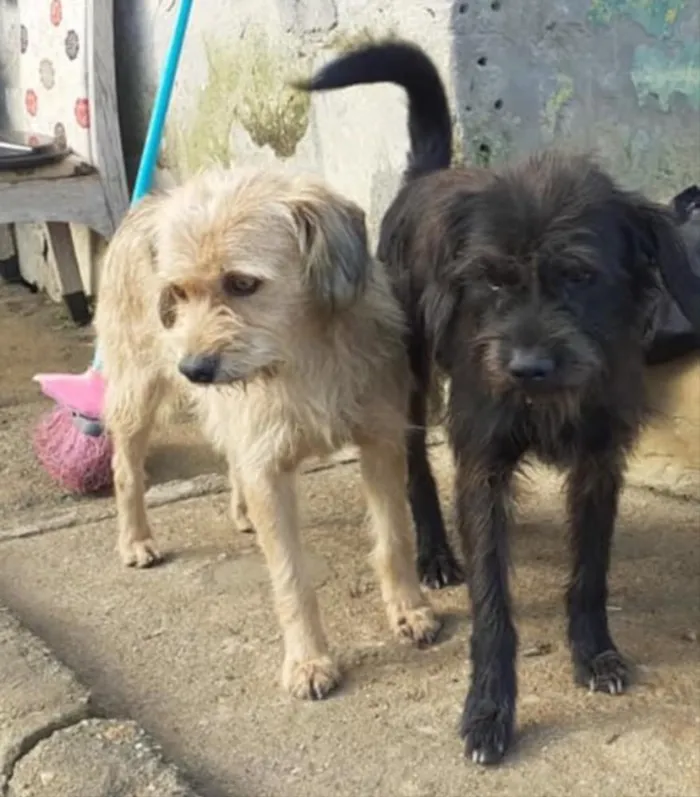Cachorro ra a Não tem  idade 1 ano nome Não sei 