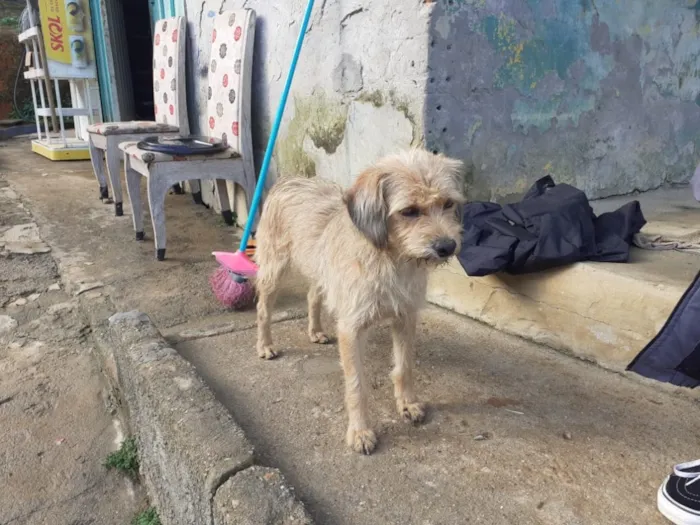 Cachorro ra a Não tem  idade 1 ano nome Não sei 