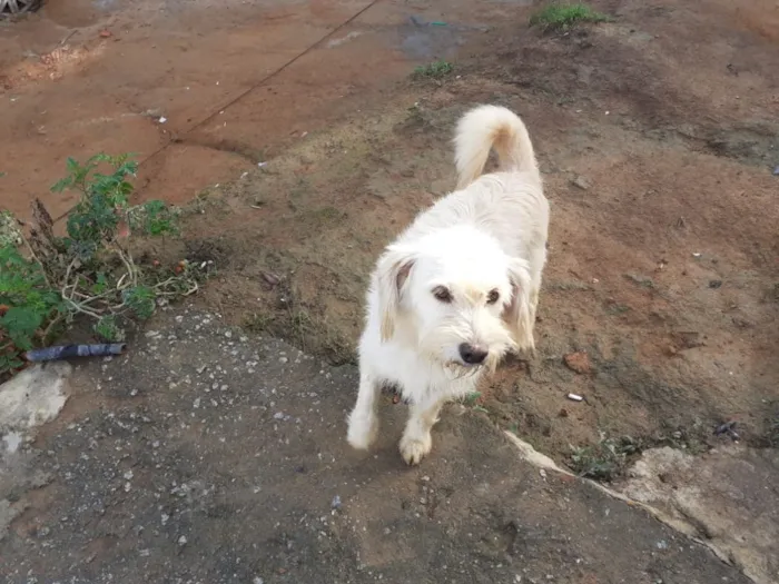 Cachorro ra a Não tem  idade 1 ano nome Não sei 