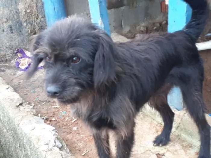 Cachorro ra a Não tem  idade 1 ano nome Não sei 