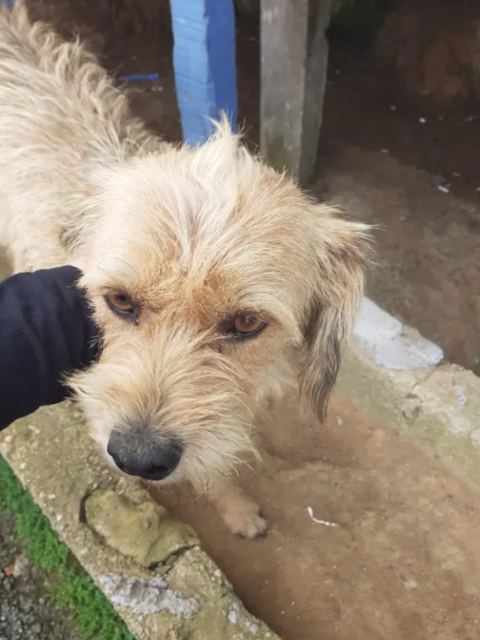 Cachorro ra a Não tem  idade 1 ano nome Não sei 