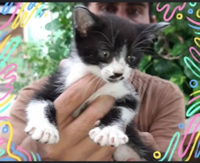 Gato ra a  idade 2 a 6 meses nome Não sei 