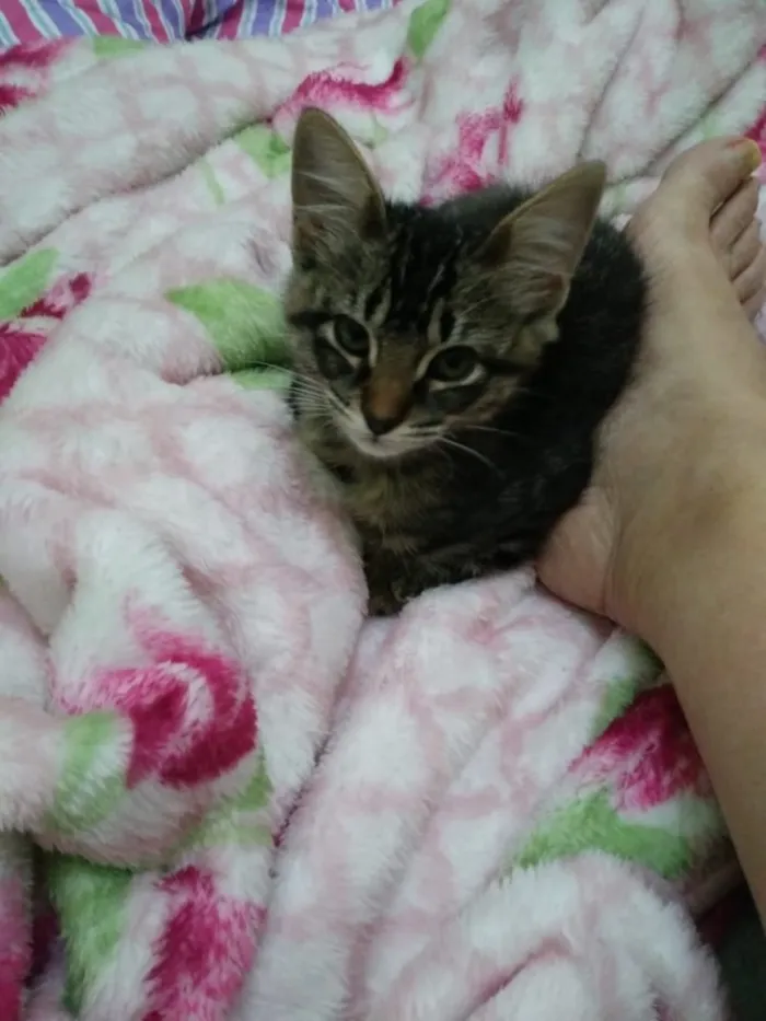 Gato ra a  idade  nome Não sei 